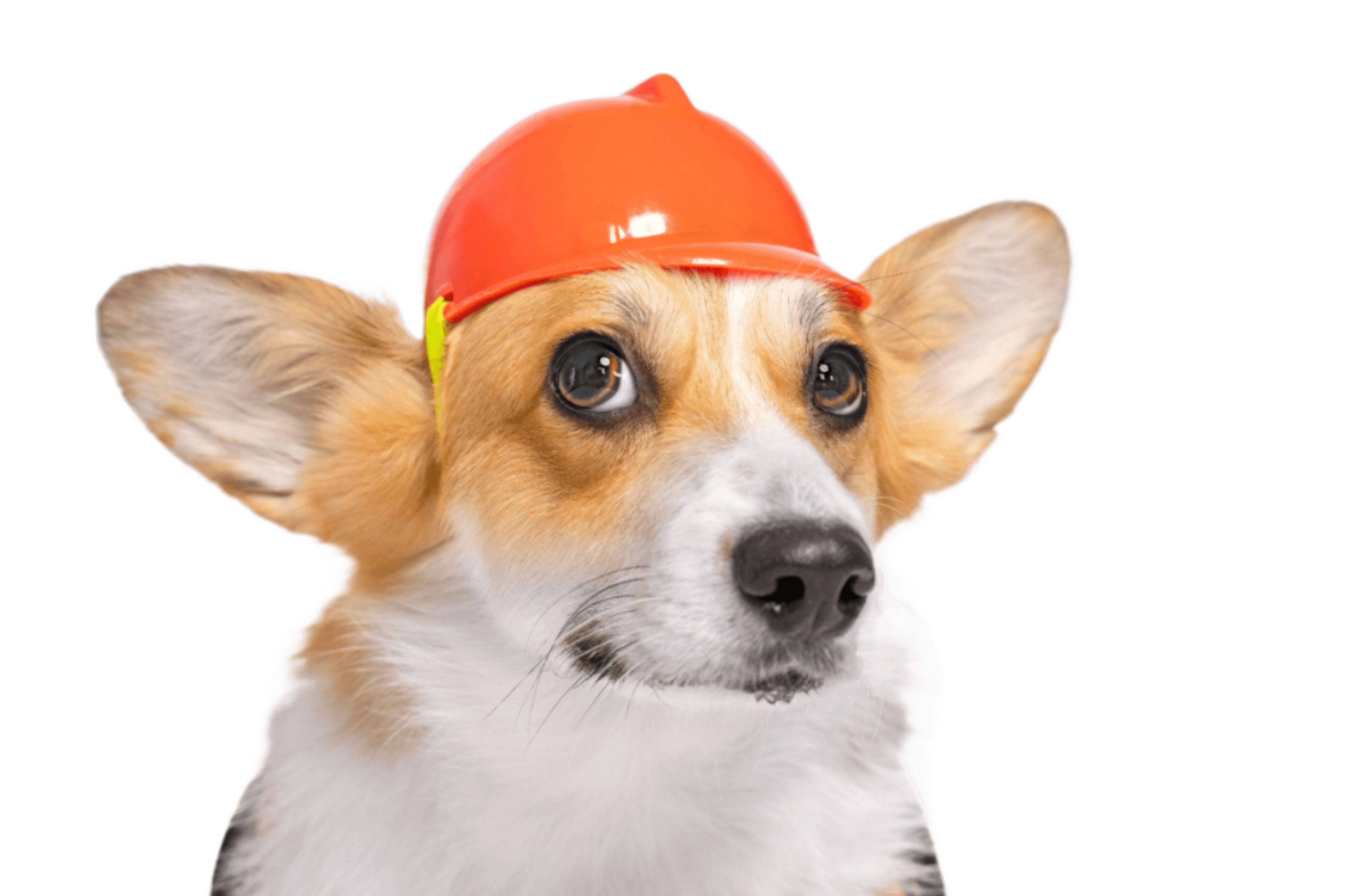 achievement-dog